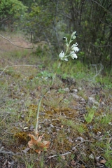 Chloraea bletioides
