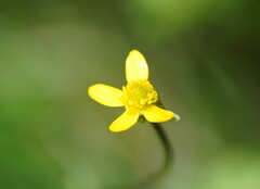 Ranunculus plebeius