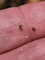 Macrosiphum