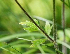 Ranunculus plebeius