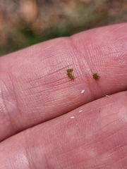 Macrosiphum
