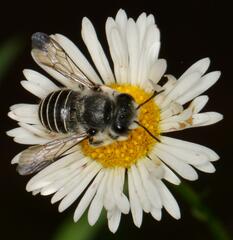 Pseudoanthidium repetitum