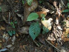 Maesa perlaria formosana