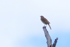 Cincloramphus mathewsi