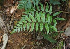 Gymnosphaera podophylla