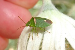 Ocirrhoe unimaculata