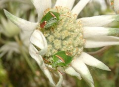 Ocirrhoe unimaculata