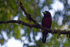 Cymbirhynchus macrorhynchos