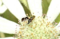 Spathulina acroleuca