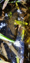 Whitmania pigra
