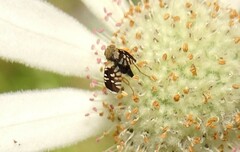 Spathulina acroleuca