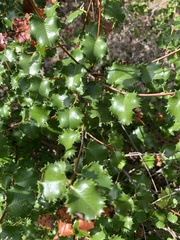 Prunus ilicifolia