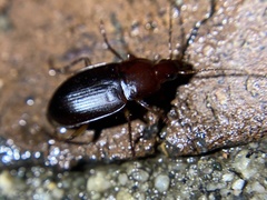 Calathus ruficollis
