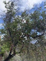 Prunus ilicifolia