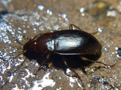 Calathus ruficollis