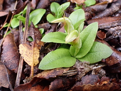 Pterostylis venosa
