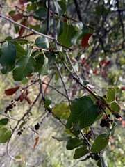 Prunus ilicifolia