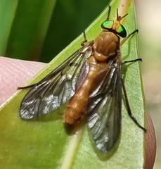 Caenoprosopon