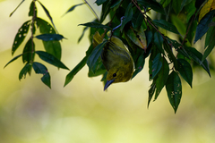 Aegithina lafresnayei