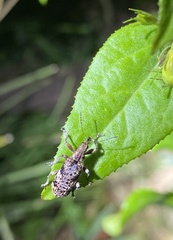 Belidae