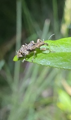 Belidae