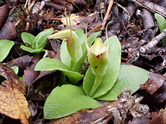 Pterostylis venosa