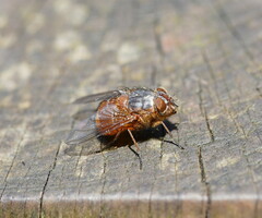 Calliphora nigrithorax