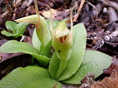 Pterostylis venosa