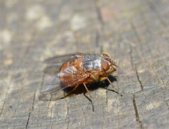 Calliphora nigrithorax