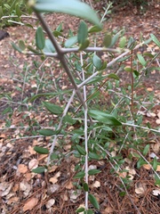 Olea europaea