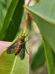 Caenoprosopon