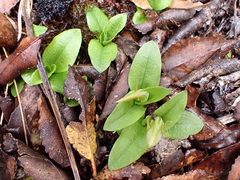 Pterostylis venosa