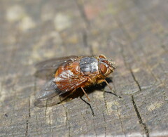 Calliphora nigrithorax