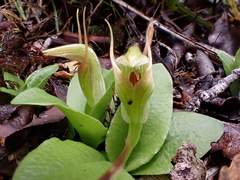 Pterostylis venosa