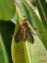 Caenoprosopon