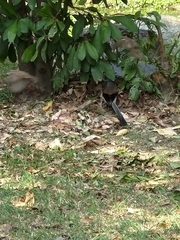 Dendrocitta formosae formosae