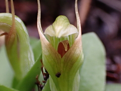 Pterostylis venosa