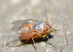 Calliphora nigrithorax