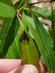 Caenoprosopon