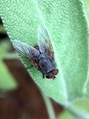 Calliphora