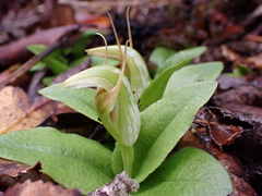 Pterostylis venosa