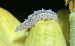 Dioprosopa clavata