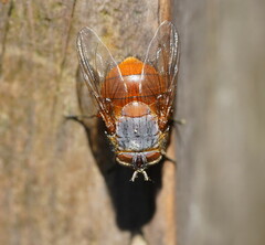 Calliphora nigrithorax