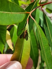 Caenoprosopon