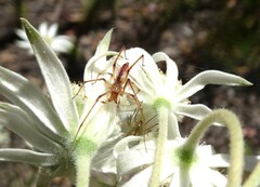 Cheiracanthium gracile