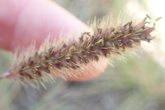 Setaria sphacelata