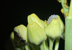 Dioprosopa clavata