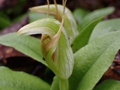 Pterostylis venosa