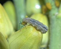 Dioprosopa clavata