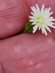 Hypochaeris albiflora